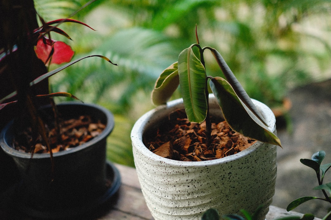 Evinizde Yetiştirebileceğiniz Şifalı Bitkiler ve Kullanım Alanları