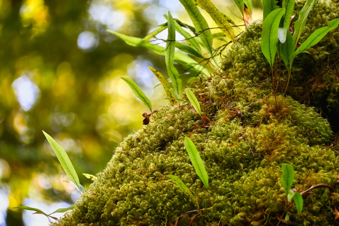 Doğadan İlham Alan Sürdürülebilir Yaşam İpuçları ve Ekolojik Yaşam Tarzları
