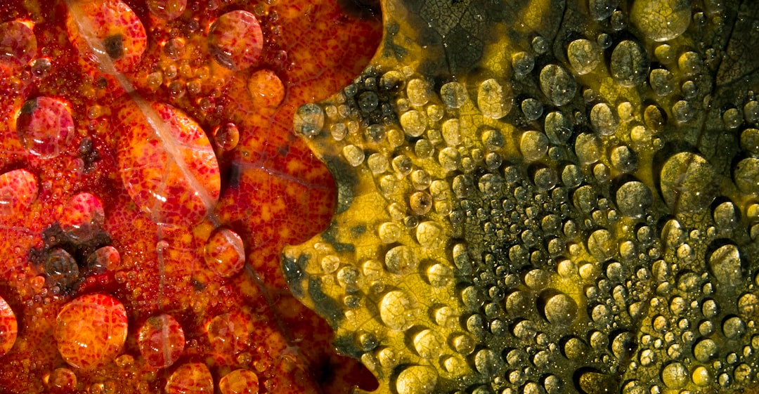 Bağışıklık Sistemini Güçlendiren Doğal Yöntemler ve Besinler