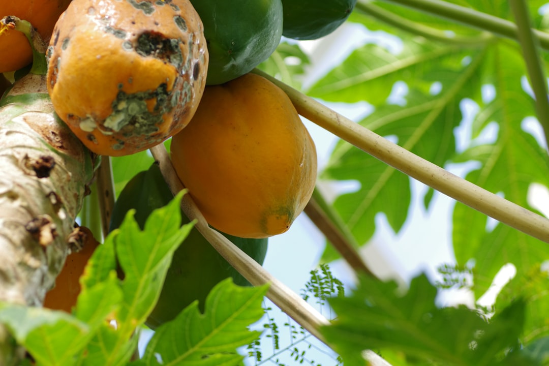 Ülkemizde Yetişebilen Egzotik Meyveler: Bahçenizde Yetiştirmeyi Düşünebileceğiniz 10 Sıra Dışı Seçenek