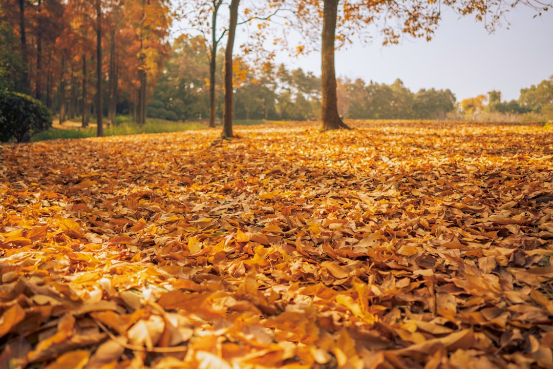Sonbaharda Doğanın Sağladığı Stres Azaltıcı Etkiler ve Faydaları