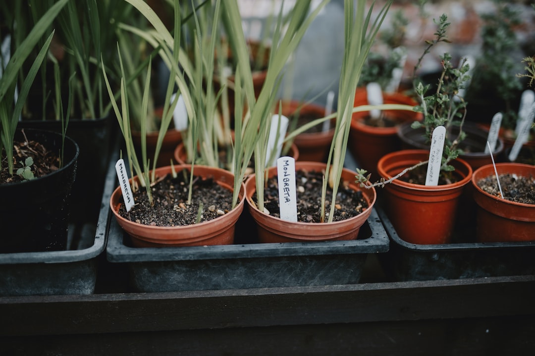 Evde Kolayca Bitki Yetiştirme: Başlangıç Rehberi ve İpuçları