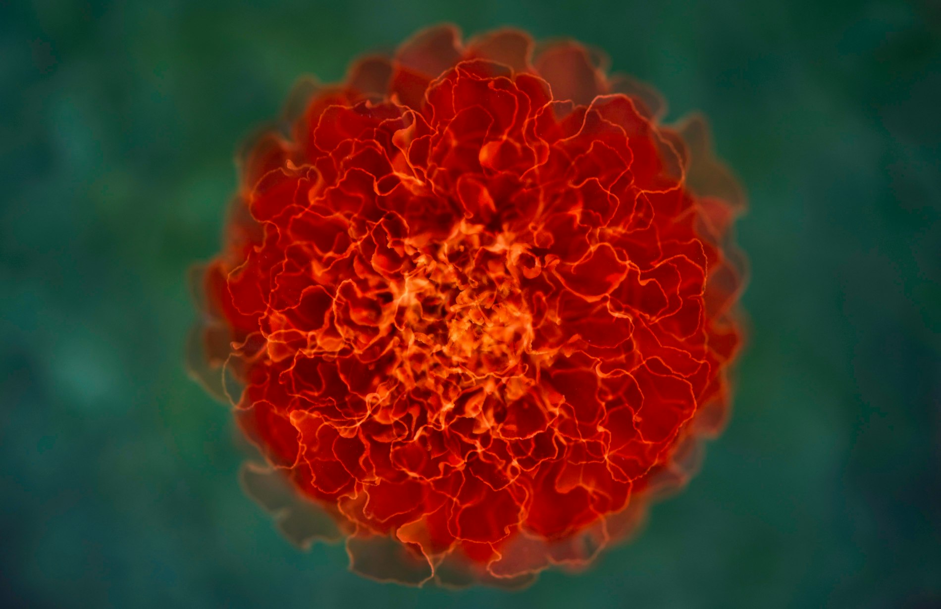 Doğal Yollarla Bağışıklık Sistemini Güçlendirme Teknikleri ve Uzun Vadeli Faydaları